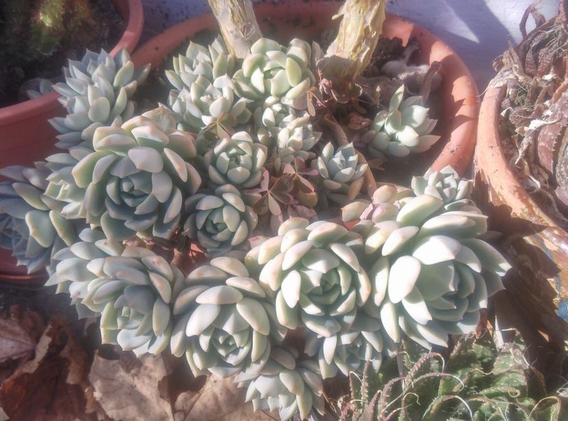  - Cactusi si suculente 2018