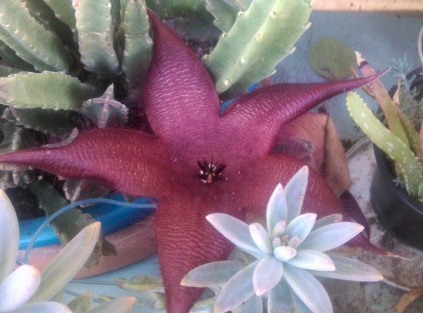  - Cactusi si suculente 2018