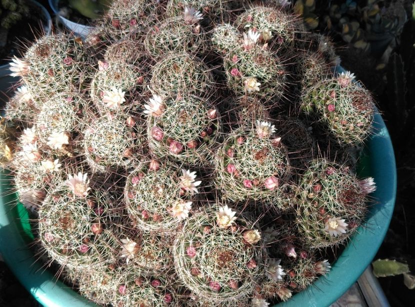  - Cactusi si suculente 2018