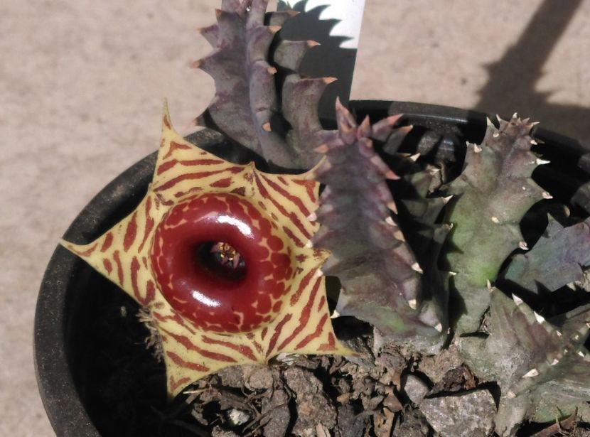  - Cactusi si suculente 2018