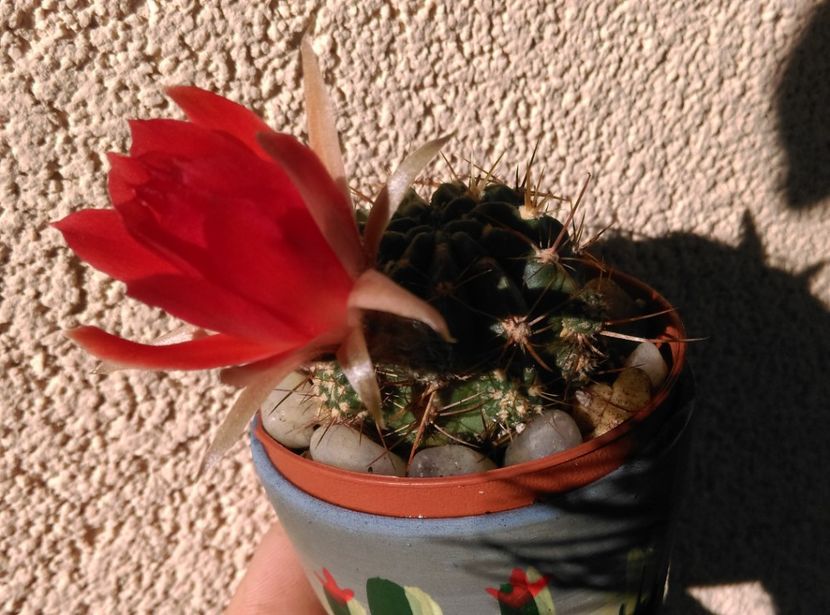  - Cactusi si suculente 2018