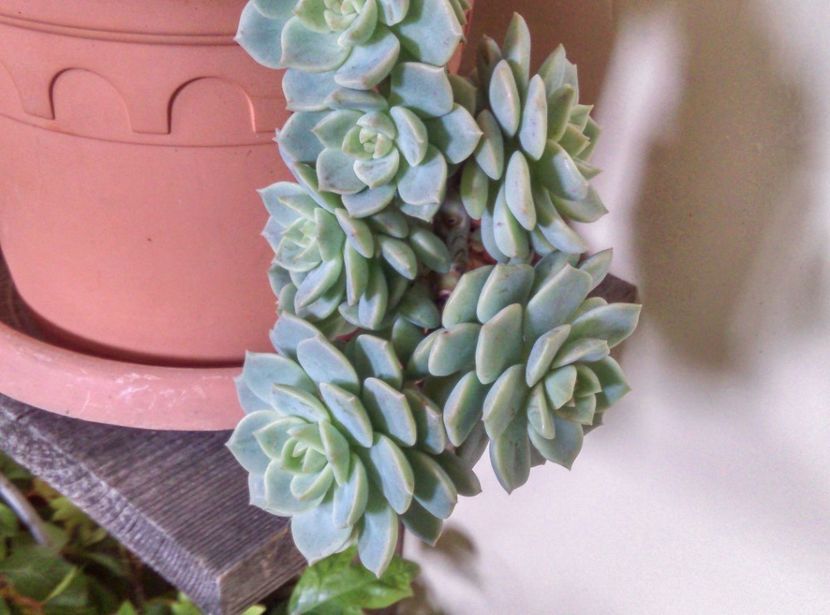  - Cactusi si suculente 2018