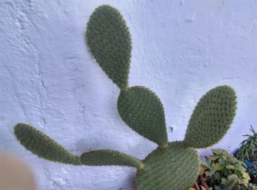  - Cactusi si suculente 2018