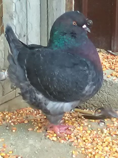 0.1 Zsiga Iştvan - King matcă 2019