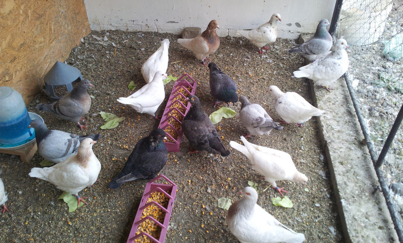  - 03 PUI TEXANI 2018