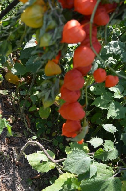  - gradina de legume si zarzavat