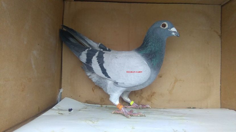 14-14 - VOIAJORI MATURI