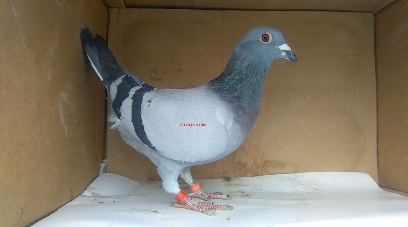 17-17 - VOIAJORI MATURI