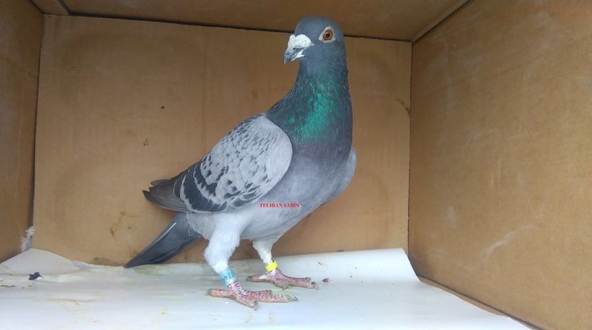 40-16 - VOIAJORI MATURI