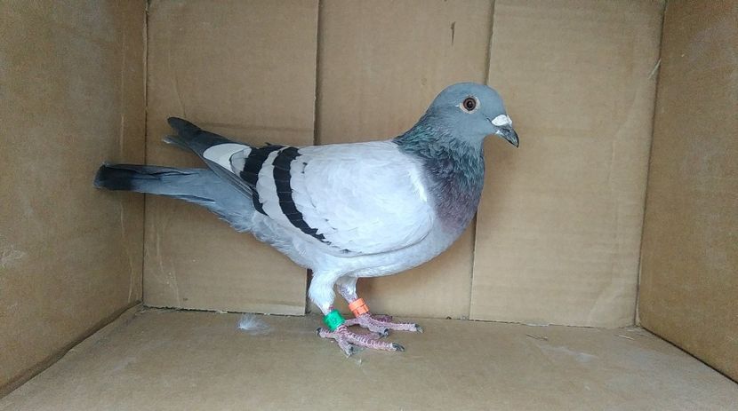 36-18 - VOIAJORI PUI 2018