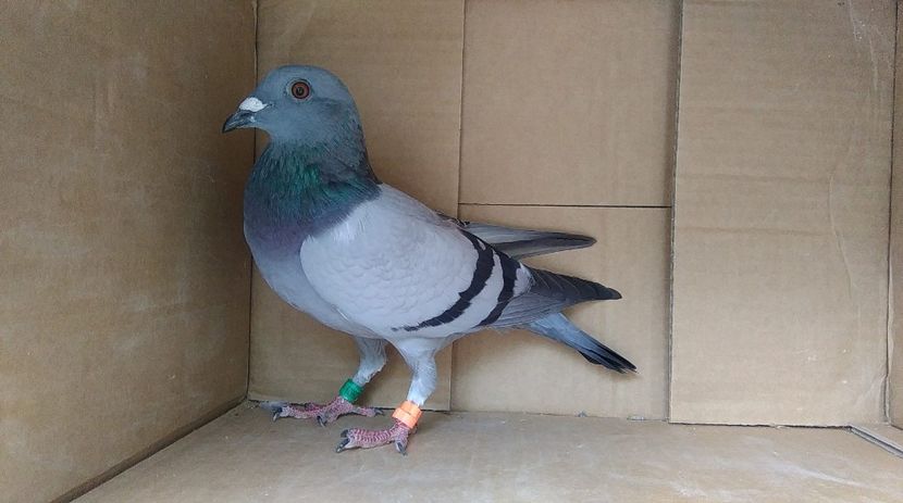 39-18 - VOIAJORI PUI 2018