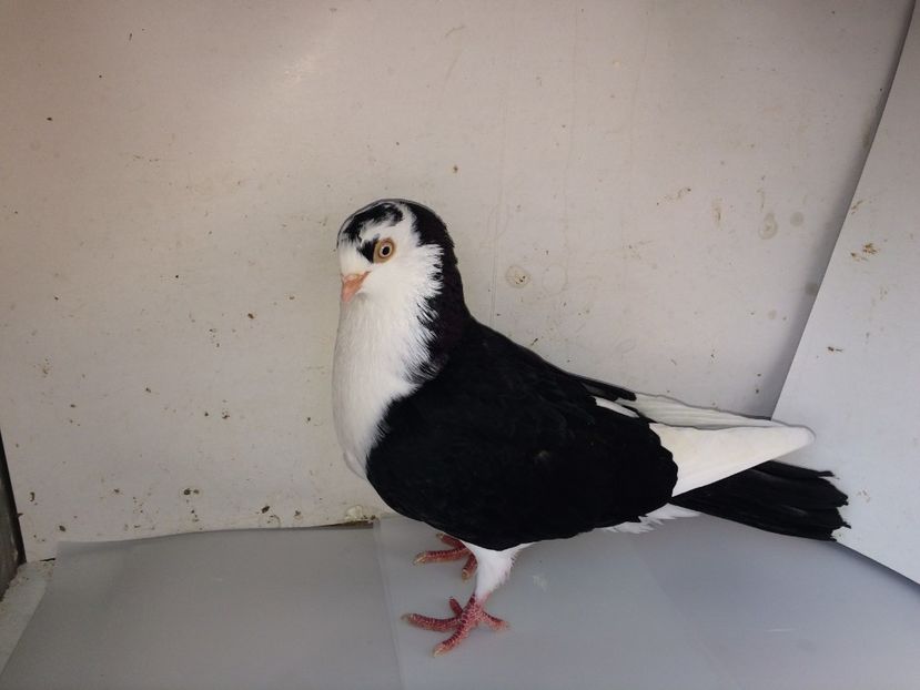 6988  femelă  2018_1 - tineret 2018