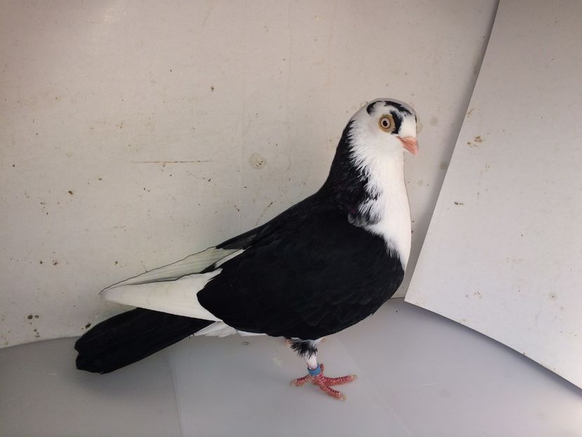 6988  femelă  2018_2 - tineret 2018