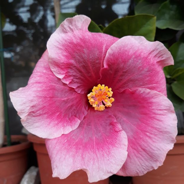  - hibi taiwan cancer boy