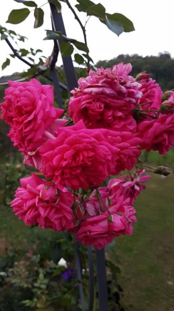 received_1852788458146983 - Trandafiri 2018