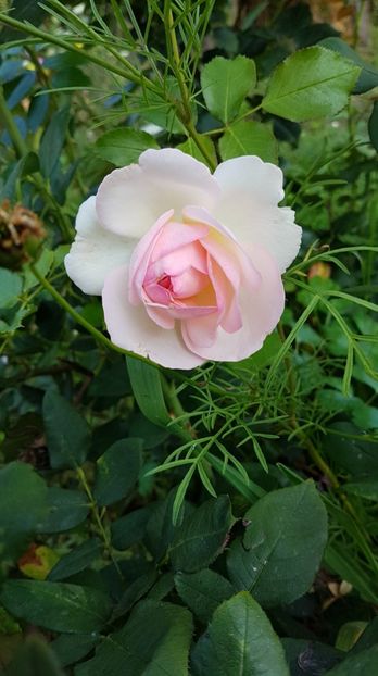 received_1848641825228313 - Trandafiri 2018