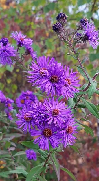 received_670834973302671 - Alte frumuseti