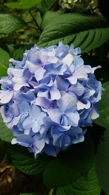 received_1821976234561539 - Alte frumuseti