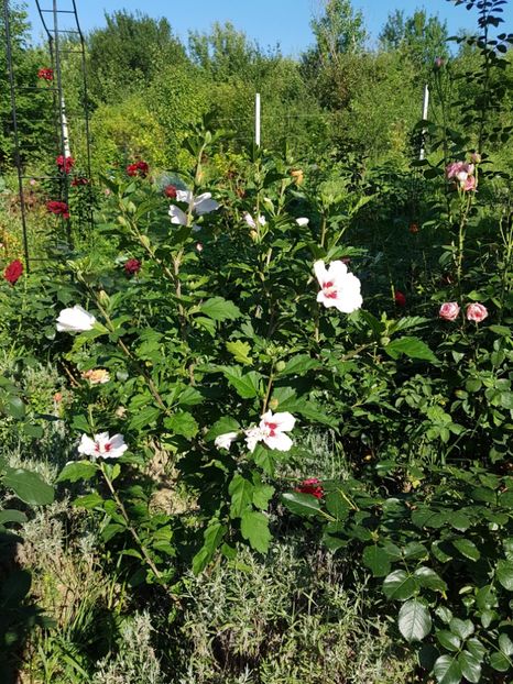 received_1787097968049366 - Alte frumuseti