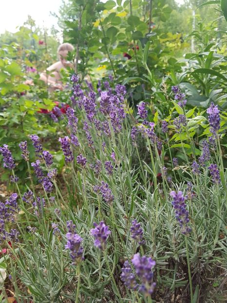 received_1766485300110633 - Alte frumuseti