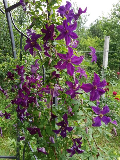 received_1764072277018602 - Alte frumuseti