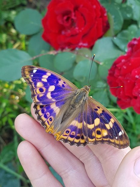 received_1763026860456477 - Alte frumuseti