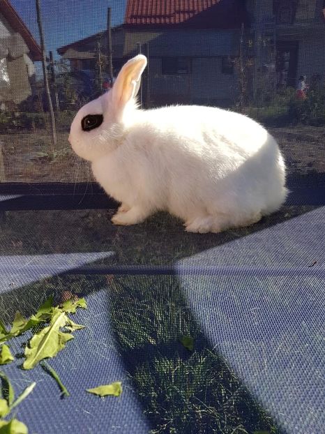 Mascul - Iepuri Hotot pitic