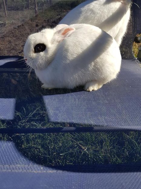 Femela - Iepuri Hotot pitic