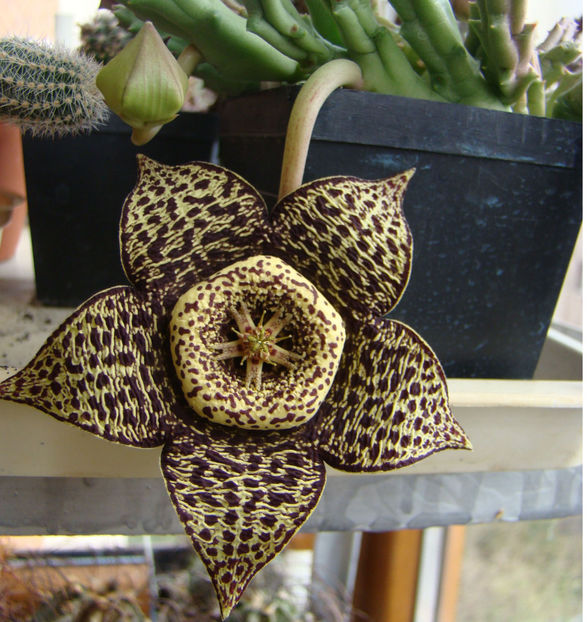 Stapelia variegata - 2018