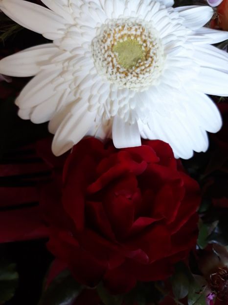  - Flori primite de ziua mea