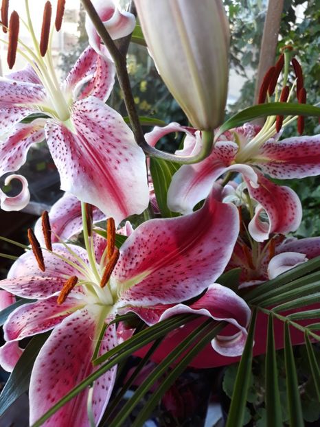  - Flori primite de ziua mea