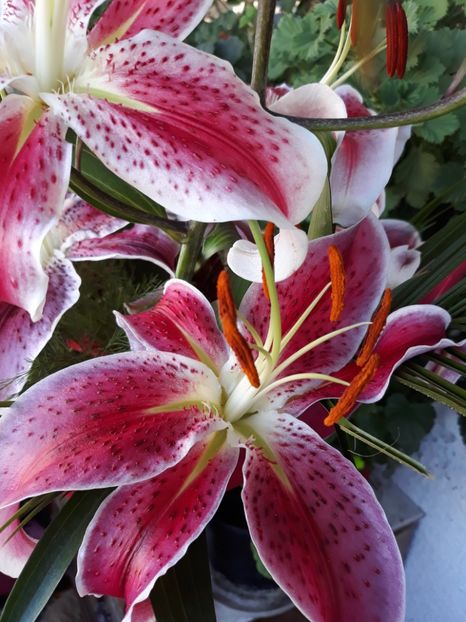  - Flori primite de ziua mea