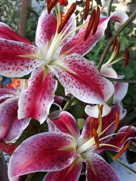  - Flori primite de ziua mea