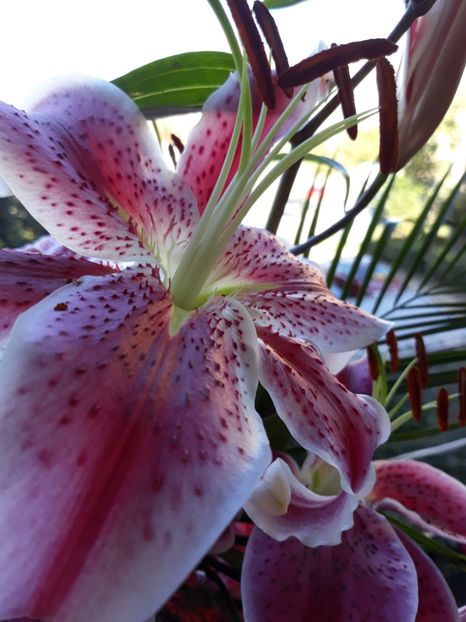  - Flori primite de ziua mea