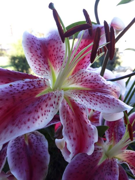  - Flori primite de ziua mea