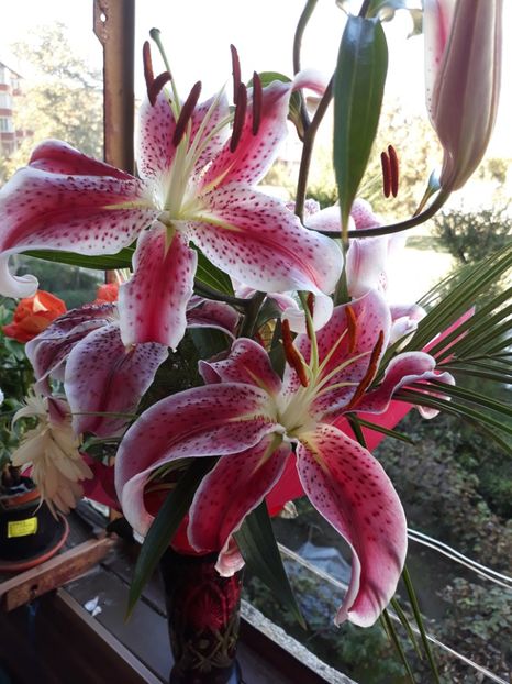  - Flori primite de ziua mea