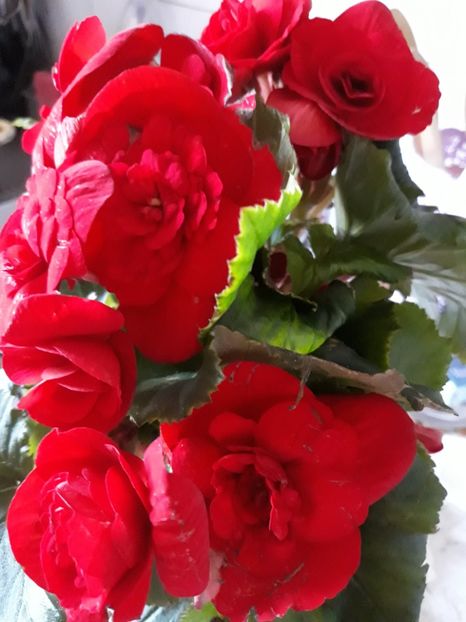  - Flori primite de ziua mea