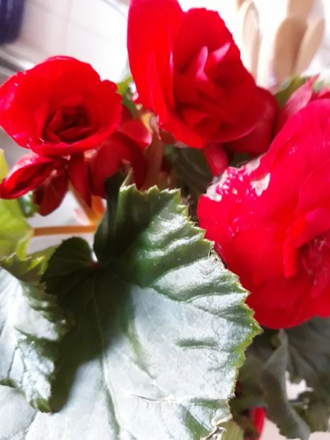  - Flori primite de ziua mea