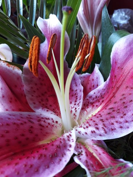  - Flori primite de ziua mea