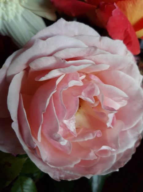  - Flori primite de ziua mea