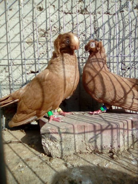 IMG-20181020-WA0006 - achizitii noi