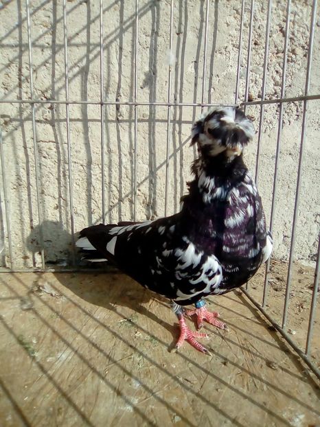 IMG-20181020-WA0007 - achizitii noi