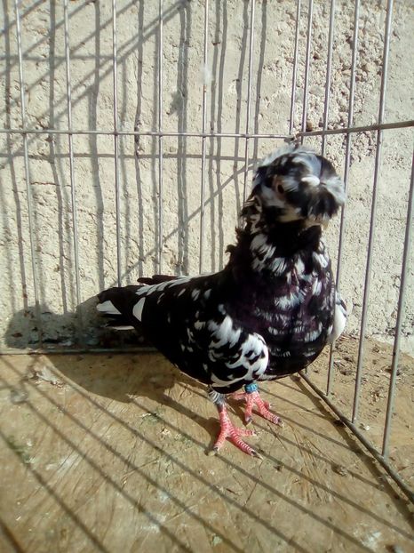 IMG-20181020-WA0008 - Pestriti pe Negru dublu motati