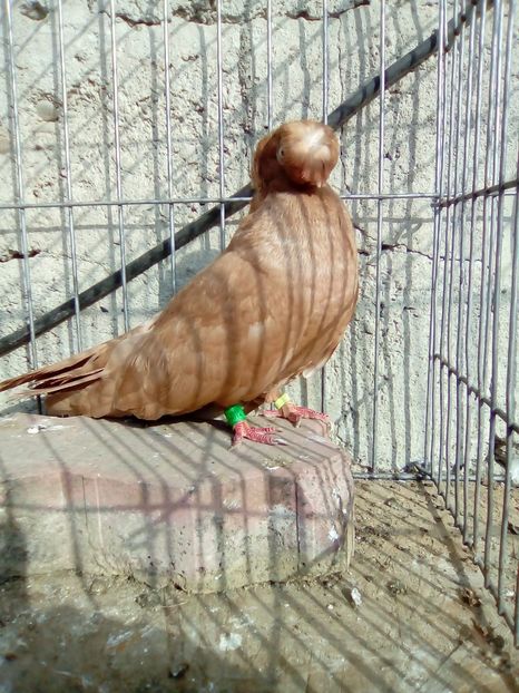 IMG-20181020-WA0010 - achizitii noi