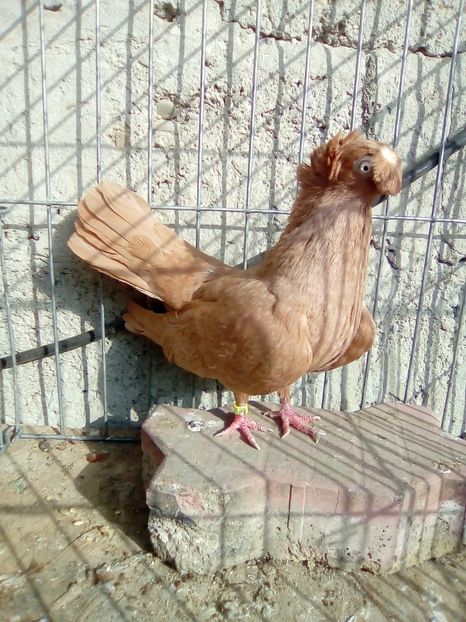 IMG-20181020-WA0012 - achizitii noi