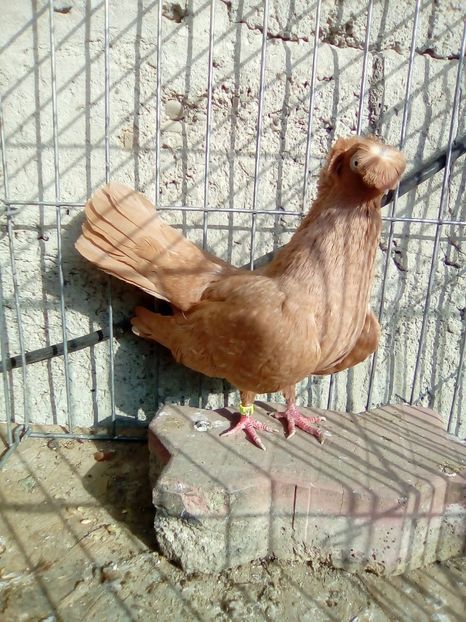 IMG-20181020-WA0013 - achizitii noi