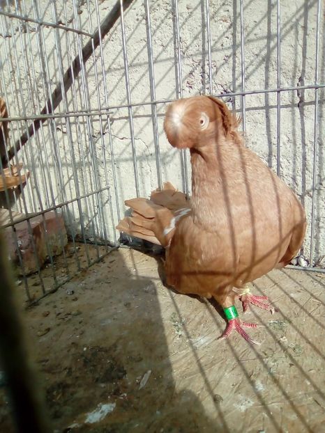 IMG-20181020-WA0014 - achizitii noi