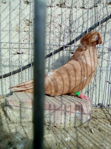 IMG-20181020-WA0015 - achizitii noi