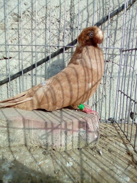 IMG-20181020-WA0016 - achizitii noi