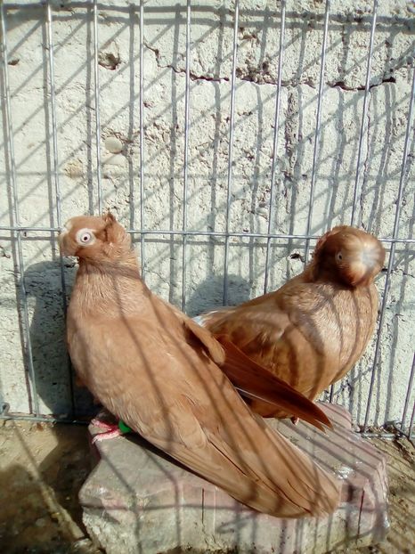 IMG-20181020-WA0019 - achizitii noi